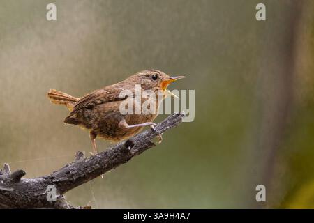 Pacific Wren (Troglodytes pacificus), Calaveras County Kalifornien USA Stockfoto