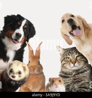 Kaninchen und andere Tiere, die in die Kamera auf weißem Hintergrund schauen Stockfoto