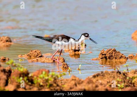 Nahaufnahme eines Schwarzhalses Stelzenvogels mit offenem Schnabel, der durch ein Wattgebiet spaziert und auf der Suche ist. Stockfoto