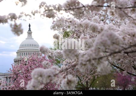 Washington DC, Virginia, USA. 30. März 2025. Das US Capitol ist am 30. März 2025 durch die bunten Kirschblüten in Washington, DC, zu sehen. (Kreditbild: © Gent Shkullaku/ZUMA Press Wire) NUR REDAKTIONELLE VERWENDUNG! Nicht für kommerzielle ZWECKE! Stockfoto