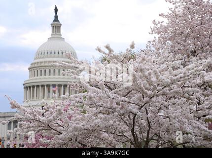 Washington DC, Virginia, USA. 30. März 2025. Das US Capitol ist am 30. März 2025 durch die bunten Kirschblüten in Washington, DC, zu sehen. (Kreditbild: © Gent Shkullaku/ZUMA Press Wire) NUR REDAKTIONELLE VERWENDUNG! Nicht für kommerzielle ZWECKE! Stockfoto