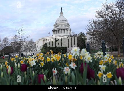 Washington DC, Virginia, USA. 30. März 2025. Bunte Blumen blühen am 30. März 2025 in der Nähe des US-Kapitols in Washington, DC. (Kreditbild: © Gent Shkullaku/ZUMA Press Wire) NUR REDAKTIONELLE VERWENDUNG! Nicht für kommerzielle ZWECKE! Stockfoto