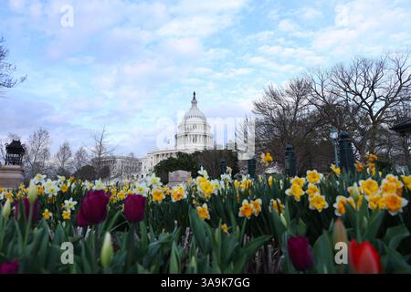 Washington DC, Virginia, USA. 30. März 2025. Bunte Blumen blühen am 30. März 2025 in der Nähe des US-Kapitols in Washington, DC. (Kreditbild: © Gent Shkullaku/ZUMA Press Wire) NUR REDAKTIONELLE VERWENDUNG! Nicht für kommerzielle ZWECKE! Stockfoto