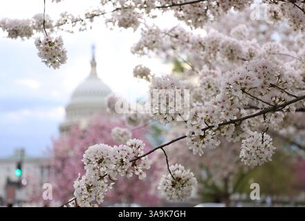 Washington DC, Virginia, USA. 30. März 2025. Das US Capitol ist am 30. März 2025 durch die bunten Kirschblüten in Washington, DC, zu sehen. (Kreditbild: © Gent Shkullaku/ZUMA Press Wire) NUR REDAKTIONELLE VERWENDUNG! Nicht für kommerzielle ZWECKE! Stockfoto