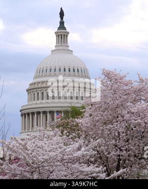 Washington DC, Virginia, USA. 30. März 2025. Das US Capitol ist am 30. März 2025 durch die bunten Kirschblüten in Washington, DC, zu sehen. (Kreditbild: © Gent Shkullaku/ZUMA Press Wire) NUR REDAKTIONELLE VERWENDUNG! Nicht für kommerzielle ZWECKE! Stockfoto