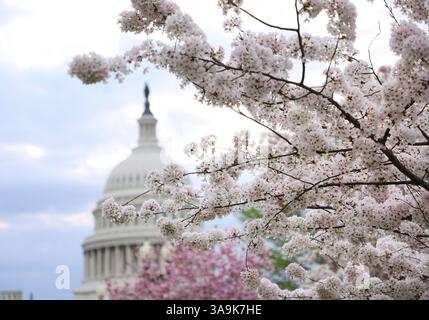 Washington DC, Virginia, USA. 30. März 2025. Das US Capitol ist am 30. März 2025 durch die bunten Kirschblüten in Washington, DC, zu sehen. (Kreditbild: © Gent Shkullaku/ZUMA Press Wire) NUR REDAKTIONELLE VERWENDUNG! Nicht für kommerzielle ZWECKE! Stockfoto