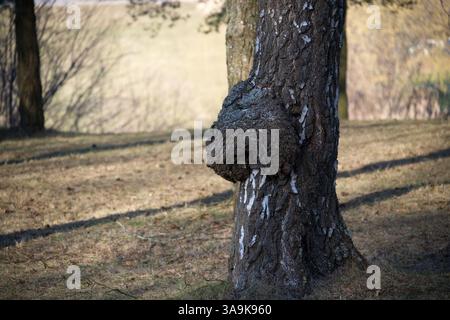 Nahaufnahme einer Birke mit einer großen More oder einem großen wuchs auf dem Stamm, die während des frühen Frühlings an einem sonnigen Tag in einer Waldlichtung liegt. Stockfoto