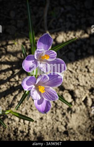 Nahaufnahme von zwei violetten Krokusblüten in voller Blüte mit zarten Details in ihren Blütenblättern und leuchtend gelben Mittelpunkten. Stockfoto