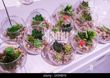 Eine Reihe kleiner Glasvasen mit Pflanzen darin. Die Vasen sind in einer ordentlichen Reihe auf einem Tisch angeordnet Stockfoto