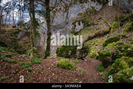 Wanderweg durch felsige Klippen im Wald des Juragebirges mit Felsen, die von grünem Moos bedeckt sind Stockfoto