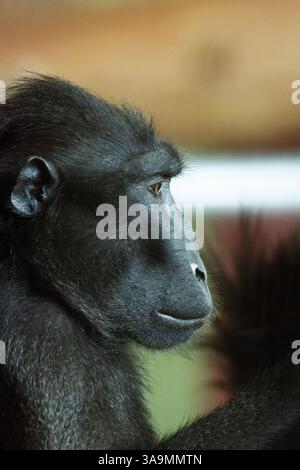 Nahaufnahme von Kopf und Gesicht eines Celebes-Haubenmakaken (Macaca nigra) Stockfoto
