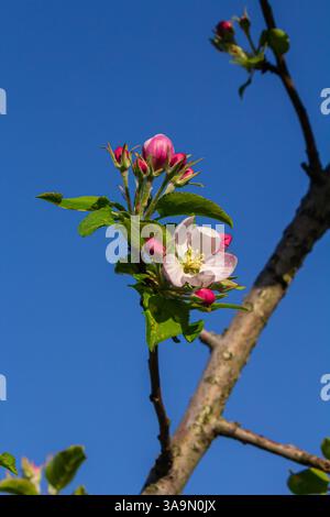 Der helle Frühlingstag zeigt einen Apfelbaum voller rosafarbener Knospen und weißer Blüten, der vor einem leuchtend blauen Himmel liegt und die Erneuerung der Natur signalisiert Stockfoto
