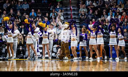März 30 2025 Spokane WA U.S.A. LSU Cheerleader und Maskottchen auf dem Platz während des NCAA Women's Basketball Regional Elite Acht Spiels eins zwischen LSU Lady Tigers und den UCLA Bruins. UCLA besiegte LSU 72-65 in der Spokane Veterans Memorial Arena, Spokane, WA. Thurman James/CSM (Bild: © Thurman James/Cal Sport Media) Stockfoto
