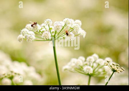 Honigbienen (APIs) auf Wasserschierling (Cicuta) im Sommer, Vereinigtes Königreich Stockfoto