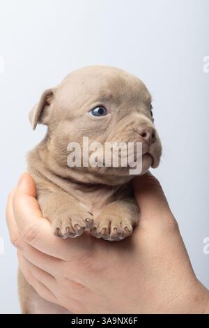 Nahaufnahme eines braunen Welpen, der sanft in den Händen gehalten wird, auf hellem Hintergrund. Kleiner brauner Welpe mit blauen Augen in den Händen, Nahaufnahme, Konzept der Pflege, gasthaus Stockfoto