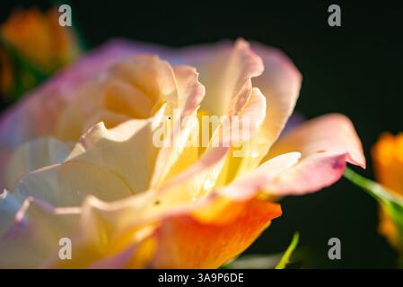 Nahaufnahme einer Rosenblume im Frühling Stockfoto