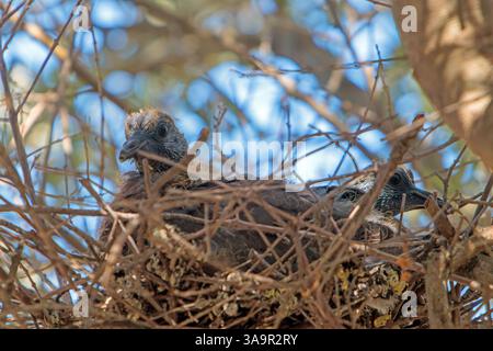 Nest türkischer Tauben in einem Olivenbaum. Colombiers, Occitanie, Frankreich Stockfoto