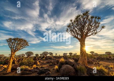 Die Sonne untergeht über der einzigartigen Landschaft des Quiver Tree Waldes in Keetmanshoop, Namibia. Stockfoto