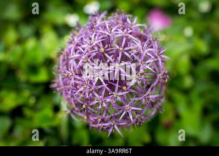 Violette Allium-Blume in voller Blüte Stockfoto