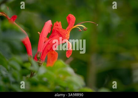 Die Blüte des Kaps-Geißblatt (Tecomaria capensis) zeigt den Stempel, filimant und anther. Hermanus, Walküste, Overberg, Westkap, Südafrika. Stockfoto