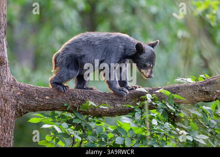 Junger Schwarzbär Kletterbaum im Naturwald Habitat Stockfoto