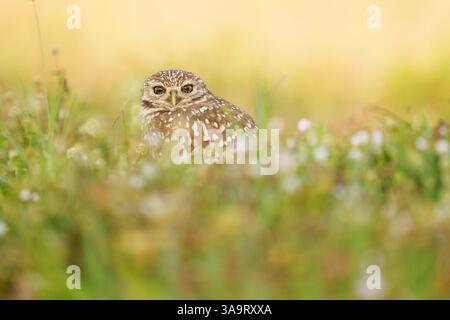 Nahaufnahme einer Grabeize auf einem Feld mit Soft Focus Backgroun Stockfoto