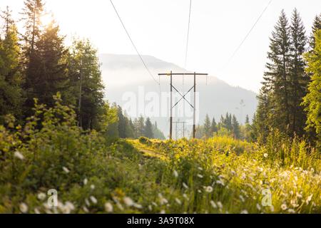 Hölzerne Stromleitungen verlaufen durch Wildblumenfelder Stockfoto