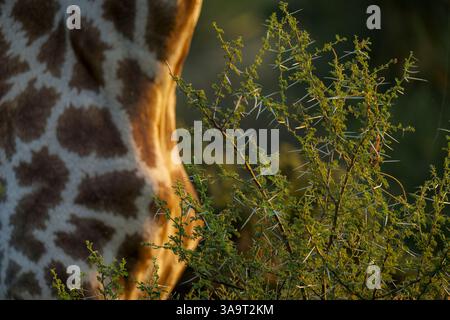 Detail einer südafrikanischen Giraffe oder Kapgiraffe (Giraffa giraffa) oder (Giraffa camelopardalis giraffa) und einer Akazienbaum mit Dornen. Mashatu Spiel R Stockfoto