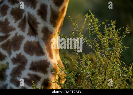 Detail eines Akazienbaums mit Dornen und einer südafrikanischen Giraffe oder Kapgiraffe (Giraffa giraffa) oder (Giraffa camelopardalis giraffa). Mashatu Spiel R Stockfoto