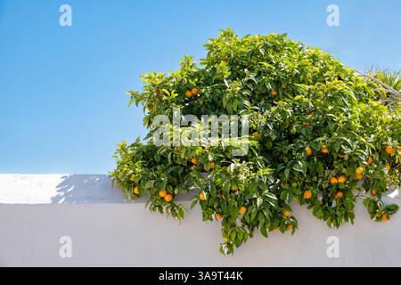Zypern. Ein Orangen-Zitrusbaum im Garten, voller reifer Orangen, die über einer weißen Wand vor einem blauen Himmel hängen. Stockfoto