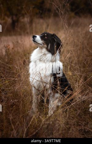 Ein australischer Schäferhund, der in hohem Gras sitzt Stockfoto