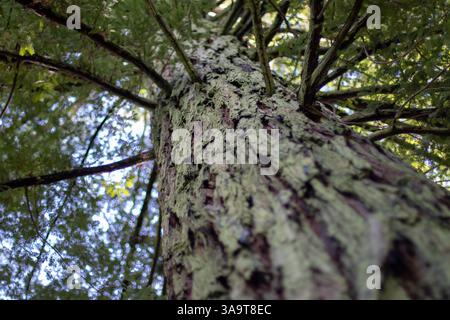 Riesenmammutbaum, Riesenmammutbaum, Sierra Mammutbaum oder Wellingtonia reifer Baumstamm und Äste natürlicher Wald selektiver Fokus Hintergrund. Sequoiadendron Stockfoto