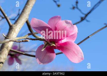 Tulpenmagnolie blühende Pflanze. Magnolia liiflora offene rosa Blume auf dem blauen Himmel Hintergrund. Mulan, lila oder roter Magnolienbaum in der frühlingssonne Stockfoto