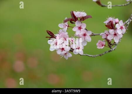 Rosa blühende Äste. Myrobalan Pflaume oder Kirschpflaume rosa Blüte Nahaufnahme auf dem unscharfen Frühlingsgarten Hintergrund. Prunus cerasifera Stockfoto