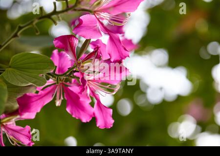 Nahaufnahme des rosafarbenen Schmetterlingsbaums, der auf einem Ast blüht Stockfoto