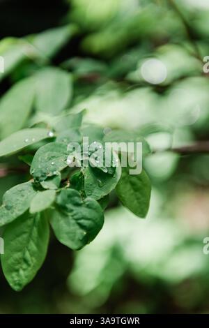 Details der Wassertröpfchen auf Blättern Stockfoto