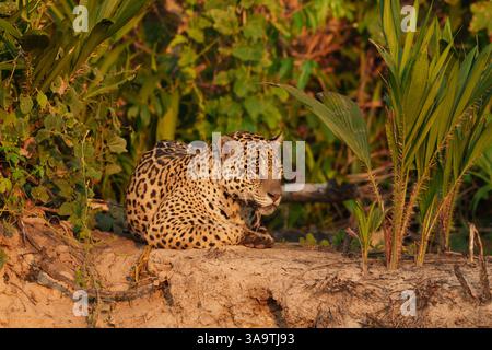 Jaguar ruht inmitten von dichtem Laub im natürlichen tropischen Habitat Stockfoto