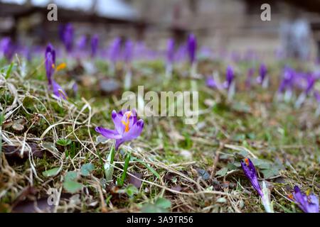 Bunte blühende violette Crocus heuffelianus (Crocus vernus) Alpenblumen auf dem Frühling Karpaten Berg Kolochava, dem Tal der Krokusse, Großbritannien Stockfoto