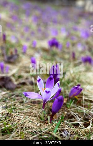 Bunte blühende violette Crocus heuffelianus (Crocus vernus) Alpenblumen auf dem Frühling Karpaten Berg Kolochava, dem Tal der Krokusse, Großbritannien Stockfoto