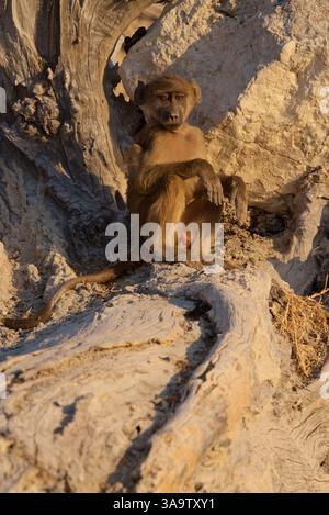 Chacma Paviane, (Papio ursinus), junger Mann, der sich im Abendlicht entspannt, Chobe Nationalpark, Botswana, Afrika Stockfoto
