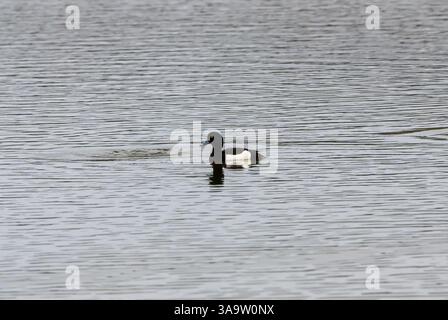 Männliche Reiherente (Aythya fuligula) Stockfoto