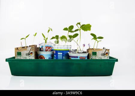 Tomaten- und Gurkensetzlinge, die in vielen Joghurtbehältern im grünen Tablett wachsen. Essen auf dem Balkon. Junge Sprossen grüne Pflanze. Heimgärtnerei Stockfoto