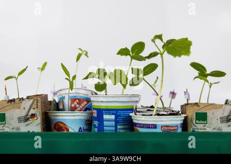 Tomaten- und Gurkensetzlinge, die in vielen Joghurtbehältern im grünen Tablett wachsen. Essen auf dem Balkon. Junge Sprossen grüne Pflanze. Heimgärtnerei Stockfoto
