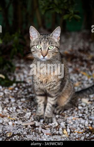 Süße Hauskatze, die Beutegarten verfolgt Nahaufnahme Porträt. Katze sitzend und in die Kamera in einem Garten am Sommerabend. Stockfoto