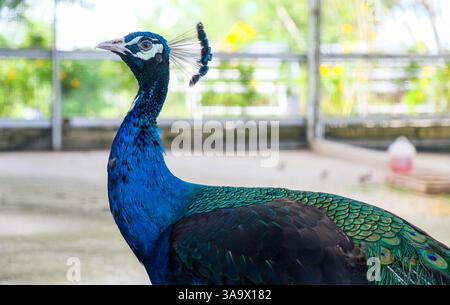Schöne Farbe von Pfau im Zoo. Stockfoto