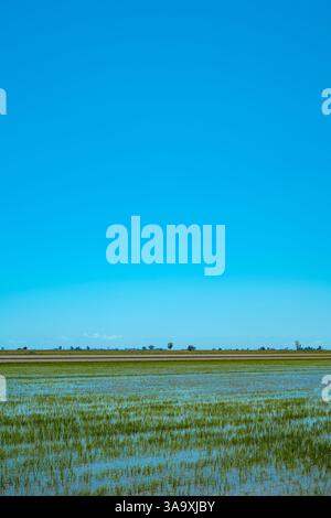 Detail eines wasserdurchnässten Reisfeldes mit Setzlingen, die im Ebro-Delta in Katalonien, Spanien, an einem sonnigen Frühlingstag gepflanzt wurden, und einer großen leeren Fläche auf der Th Stockfoto