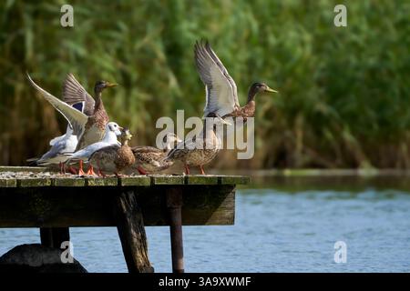 Stockenten und Schwarzköpfige Möwen auf einem Holzsteg am See, einige fliegen ab Stockfoto