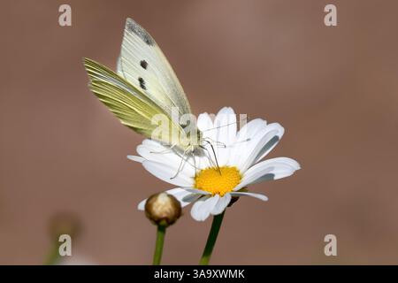 Kleiner weißer Schmetterling (Pieris rapae), der sich von einer margueritenblume ernährt Stockfoto