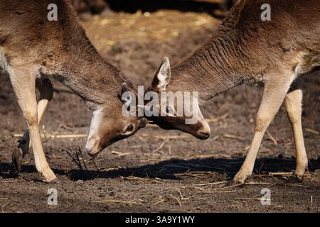 Nahaufnahme junger Damhirsche, die bei der Herdenbildung um die Dominanz kämpfen. Stockfoto