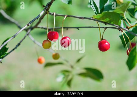 Nahaufnahme reifer roter Kirschen, die an einem Baumzweig vor einem unscharfen grünen Hintergrund hängen. Kopierbereich. Stockfoto